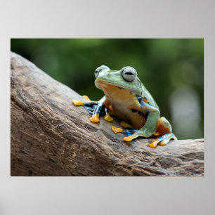 Poster de grenouille