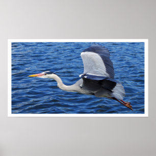 Poster de Grey Heron en vol