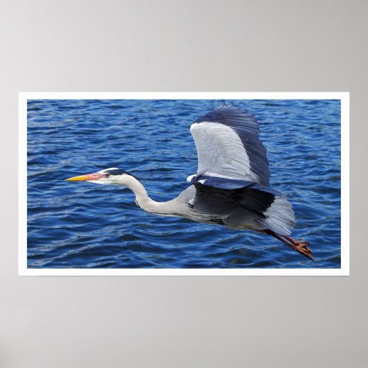 Poster de Grey Heron en vol (Devant)