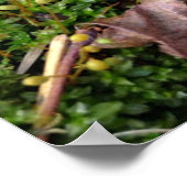 Poster de Grey Morel (Coin)