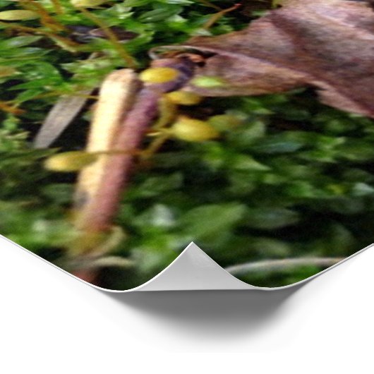 Poster de Grey Morel (Coin)