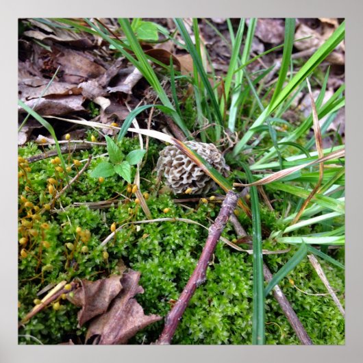 Poster de Grey Morel (Devant)
