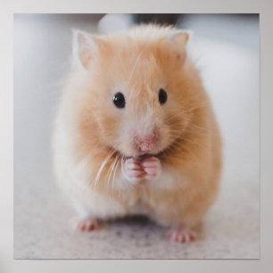 Poster de gros plan du mignon hamster