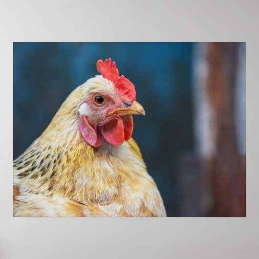 Poster de gros plan sur le poulet (Devant)