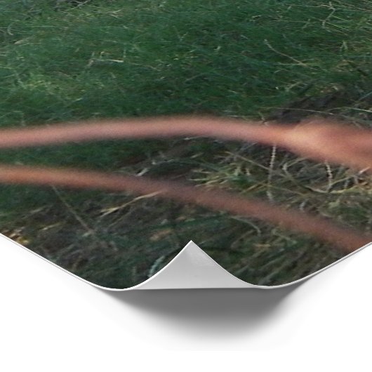 Poster de Hay Rake (Coin)