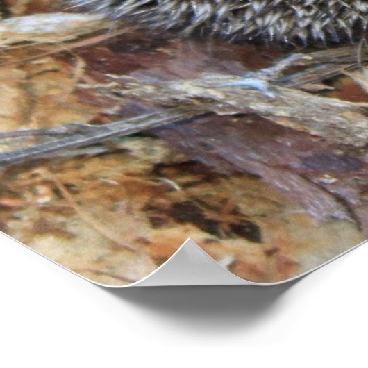 Poster de hérisson (Coin)