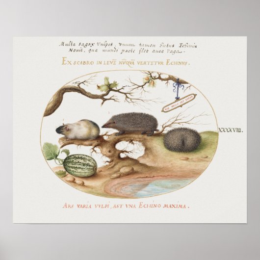 Poster de hérisson vintage (Devant)