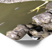 Poster de Heron juvénile (Coin)