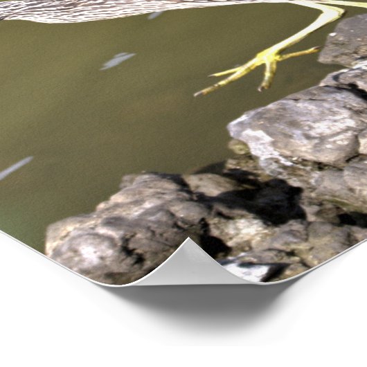 Poster de Heron juvénile (Coin)