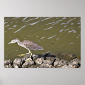 Poster de Heron juvénile (Devant)