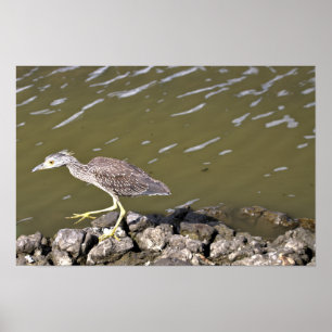 Poster de Heron juvénile
