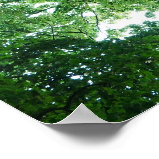 Poster de hêtre (Coin)