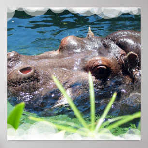 Poster de Hippo affamé