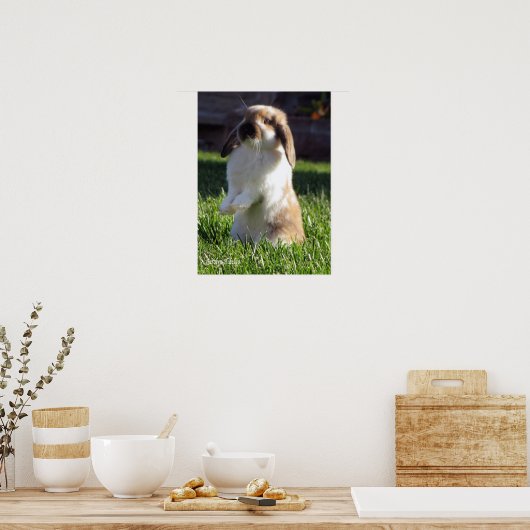 Poster de Holland Lop Standing Up (Cuisine)