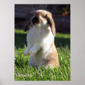 Poster de Holland Lop Standing Up (Devant)