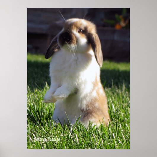 Poster de Holland Lop Standing Up (Devant)