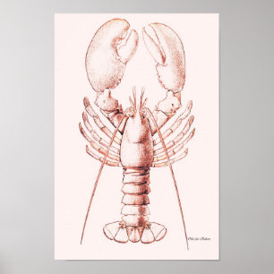 Poster de homard ~ Homard américain