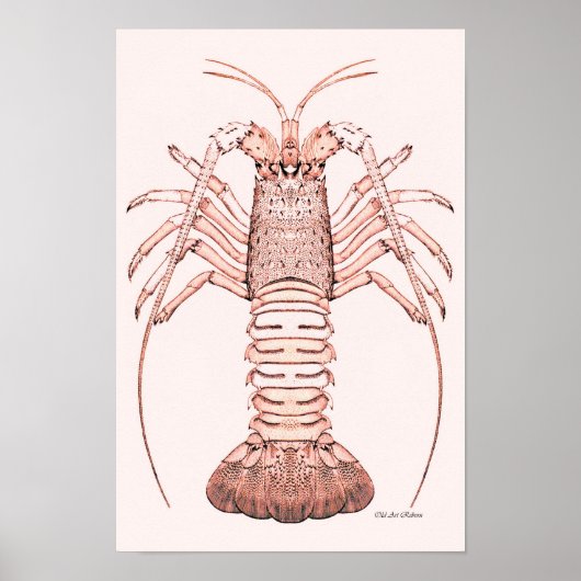 Poster de homard ~ Homard de roche (Devant)
