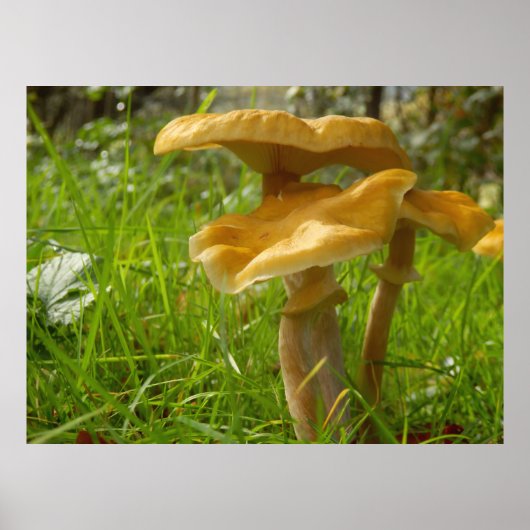 Poster de Honey Fungus (Devant)