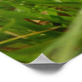 Poster de Honey Fungus (Coin)