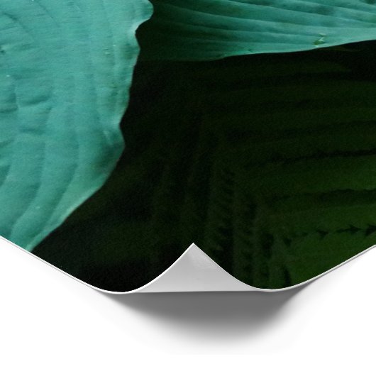 Poster de Hosta et Fern (Coin)