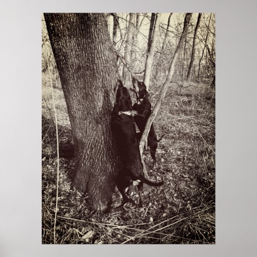 Poster de Hounds noir et tan (Devant)