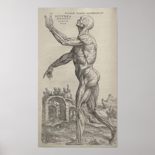 Poster De Humani Corporis