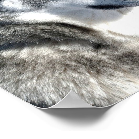 Poster de Husky dans Neige (Coin)