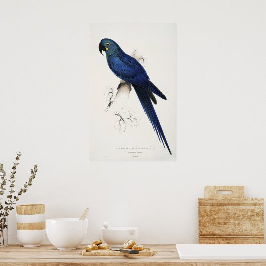Poster de Hyacinth Macaw (Cuisine)