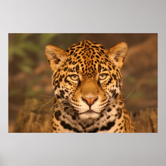Poster de Jaguar (Devant)