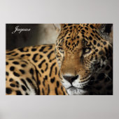 Poster de Jaguar (Devant)