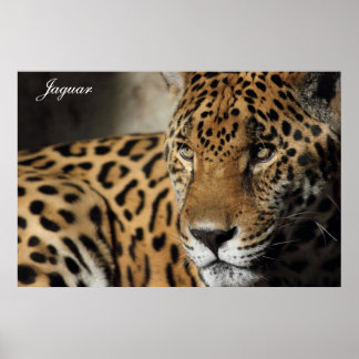 Poster de Jaguar