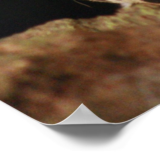 Poster de Jaguar (Coin)