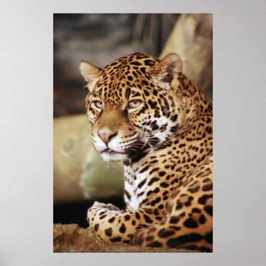 Poster de Jaguar (Devant)