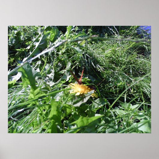 Poster de jardin - Graines de jardin Choquant Post (Devant)