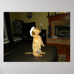 Poster de Joli Dachshund
