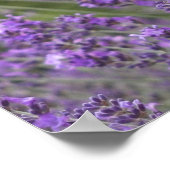 Poster de Jolie Lavender Fields (Coin)