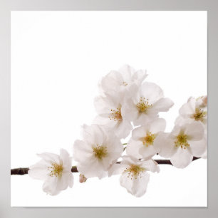 Poster de jolies fleurs de cerises blanches