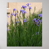 Poster De jolies iris floraux violets (Devant)