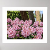 Poster De jolis rhododendrons roses floraux (Devant)