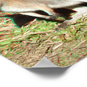 Poster de Kangaroo 3D Anaglyph (Coin)