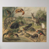 Poster de Kangaroo et d'amis animaux en Australie (Devant)