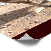 Poster de Kangaroos (Coin)