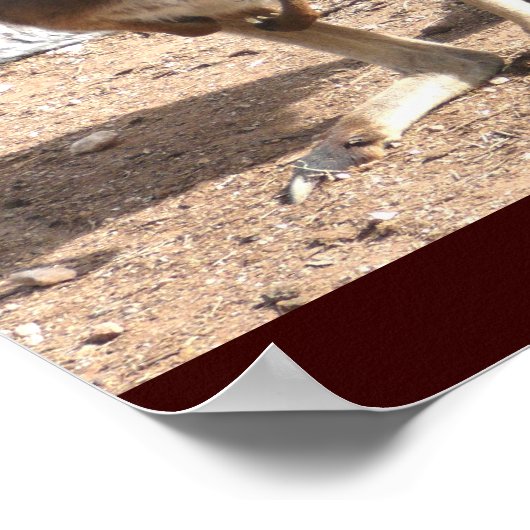 Poster de Kangaroos (Coin)