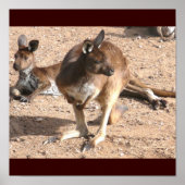 Poster de Kangaroos (Devant)