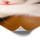 Poster de Kitten (Coin)