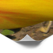 Poster de Kitten noir en tulipes (Coin)