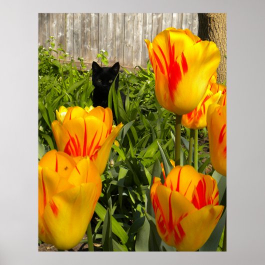 Poster de Kitten noir en tulipes (Devant)