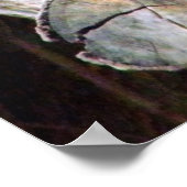 Poster de Koala Bears (Coin)