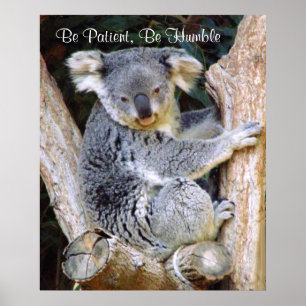 Poster de Koala Bears
